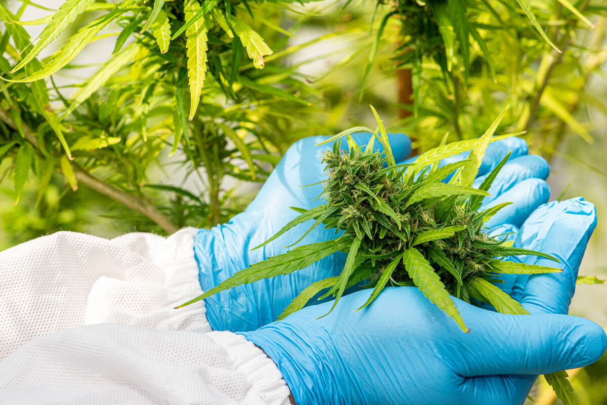 治疗医用大麻是在大麻花收获前概念的草本替代药物 cbd石油 在温室医药行业莎蒂娃园林测试