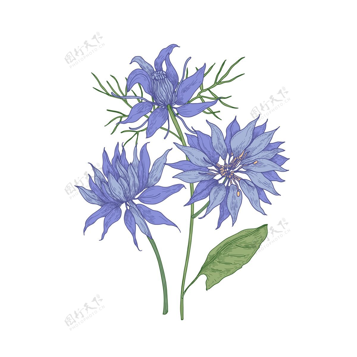 开花美丽的盛开的蓝色奈杰拉花隔离在白色背景上野花花画
