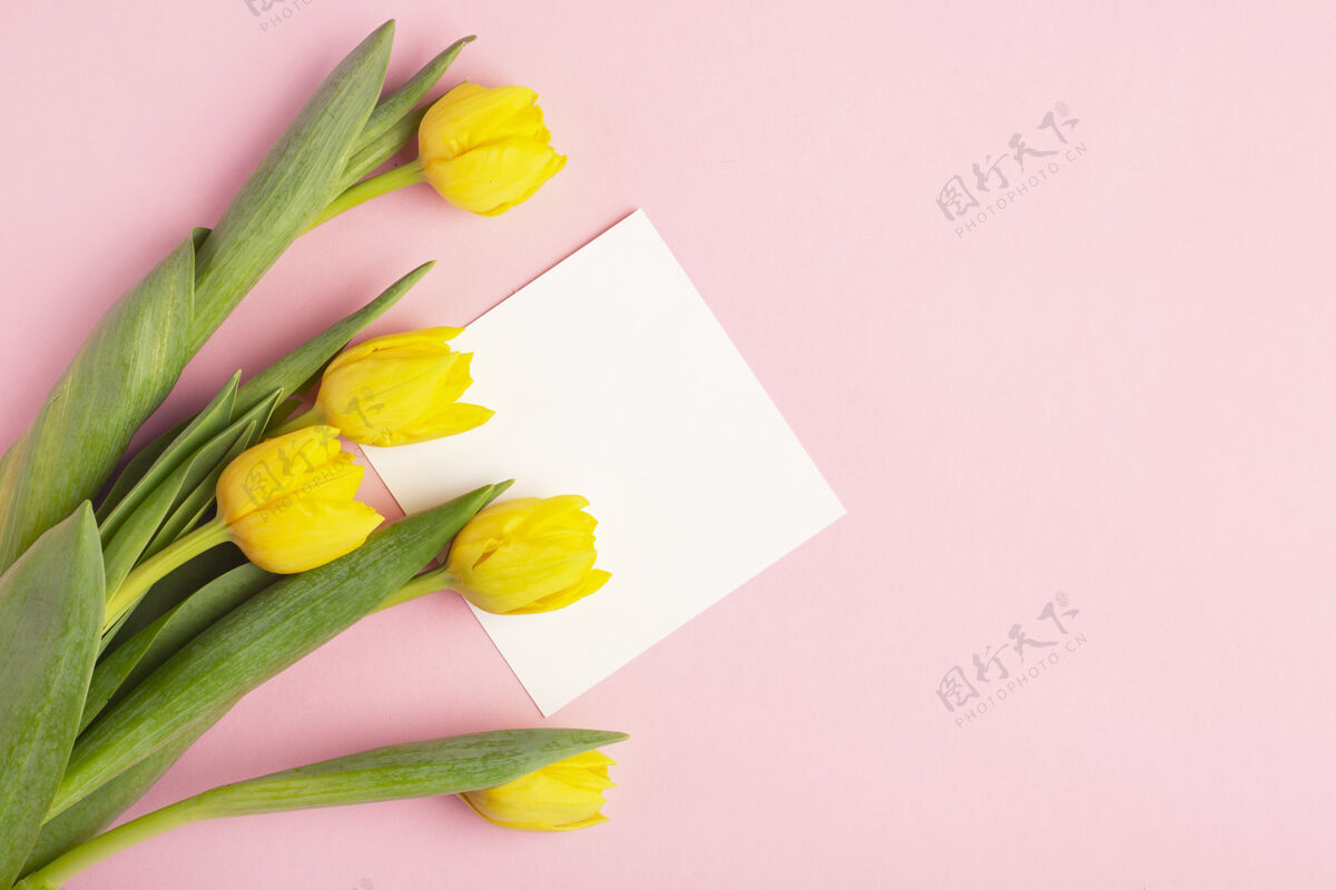 顶视图粉红色背景上的黄色郁金香 白色明信片春天妇女节花