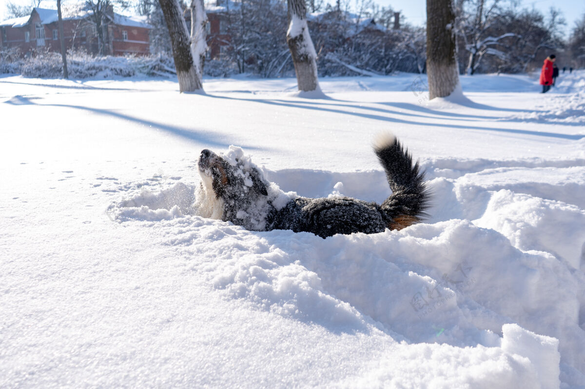 自然伯尔尼山狗满身积雪躺在大雪堆里小狗太阳快乐