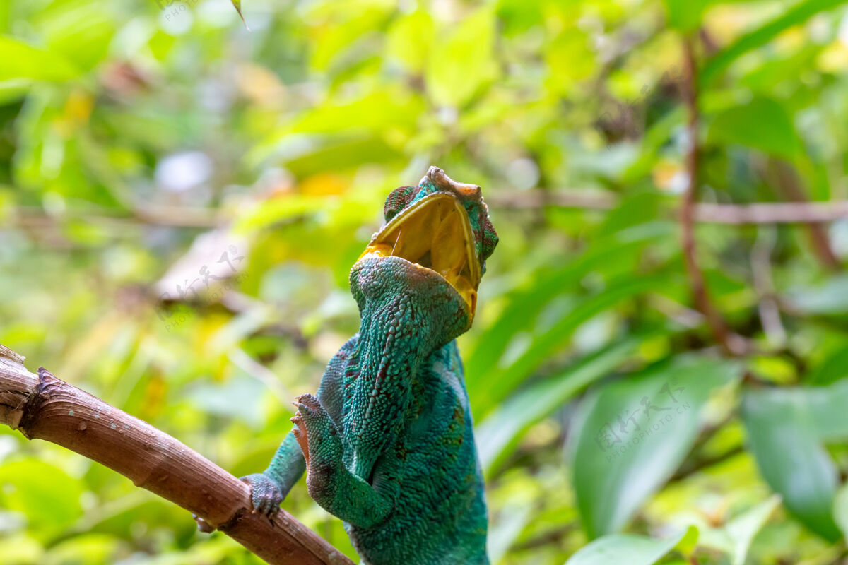 皮肤马达加斯加热带雨林树枝上的一只变色龙动物眼睛伪装