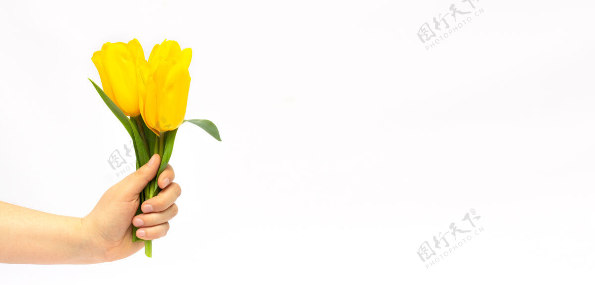 周年纪念黄色郁金香在一个白色背景上的女性手优雅庆祝举行