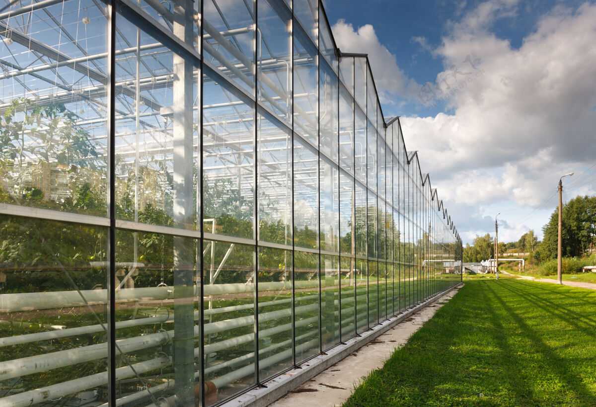 玻璃有西红柿生长的温室采集农作物农业