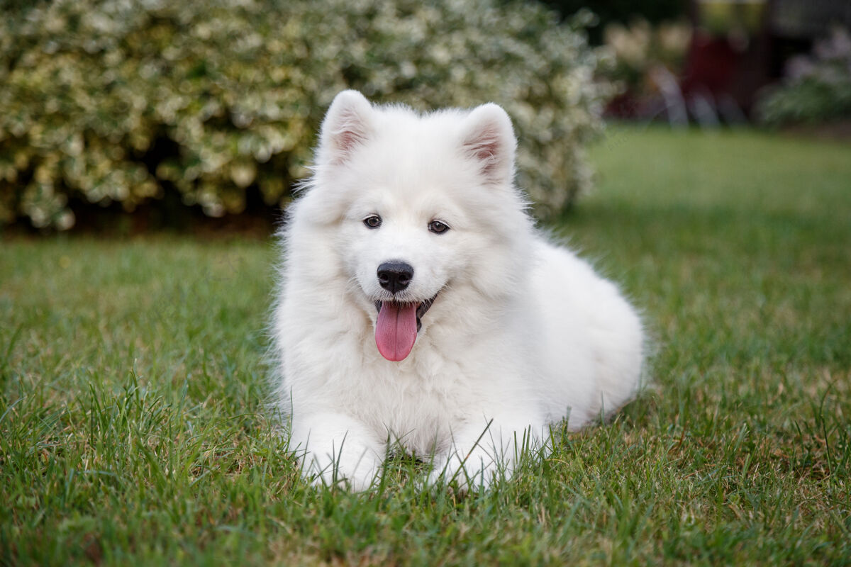 狗白色小狗萨莫耶德哈士奇躺在绿色的草坪上教育表达听