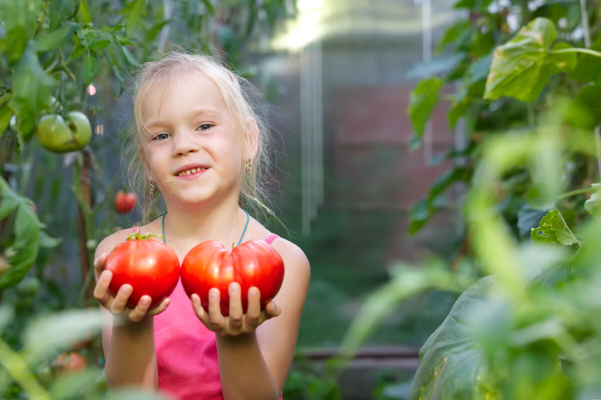 婴儿温室里的小女孩正在收获西红柿收藏收获番茄
