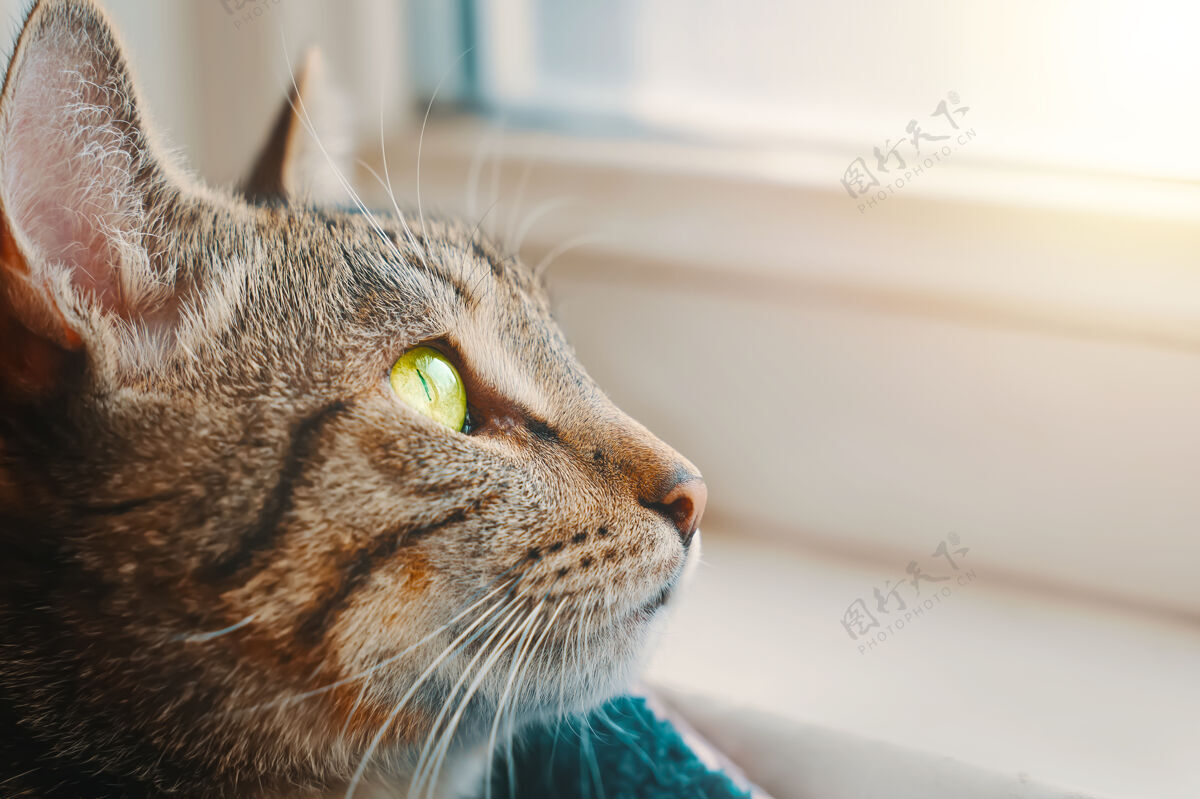 条纹窗台附近篮子里的条纹猫特写动物肖像黄色眼睛的小猫看着窗外阳光照在宠物身上窗台窗台可爱