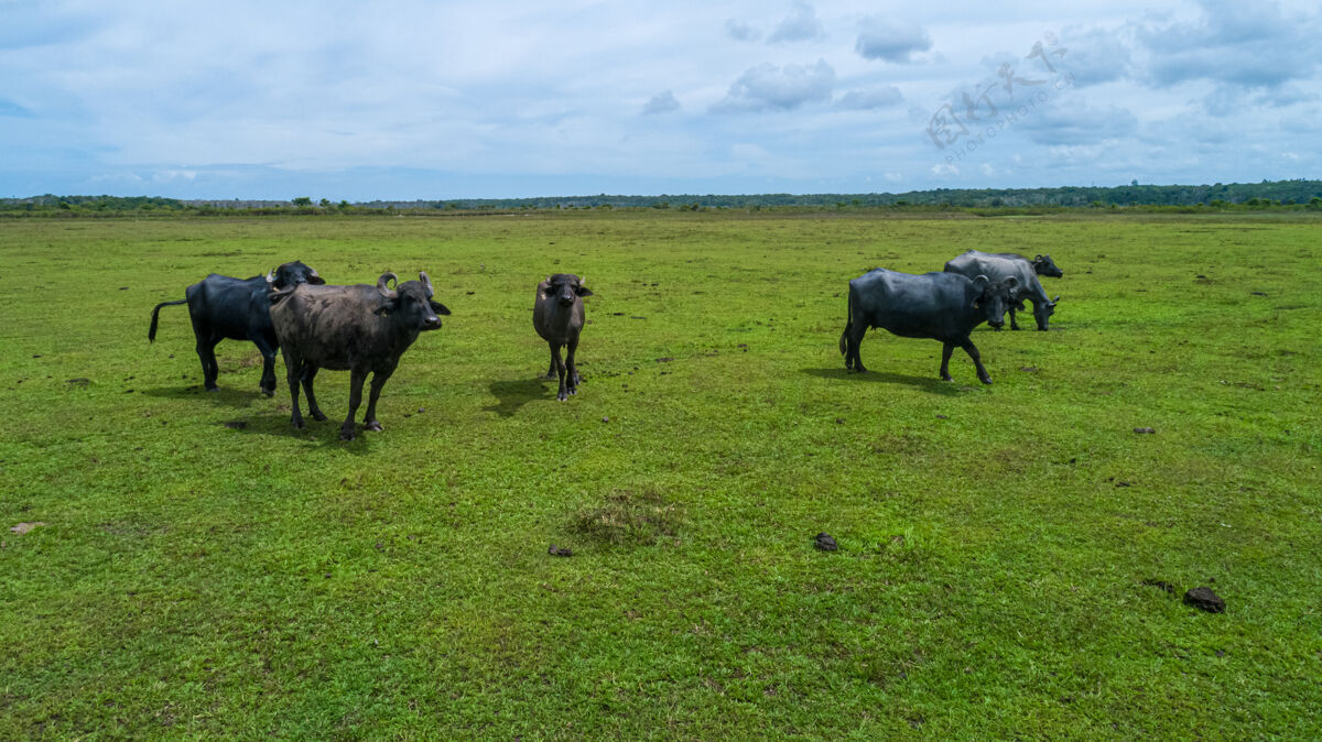 草地一群水牛在绿色的田野里觅食哺乳动物重角