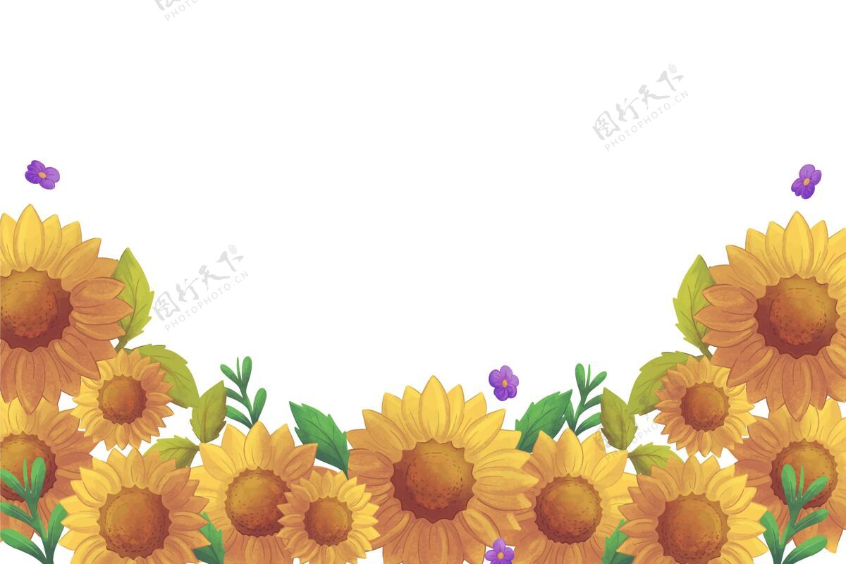 花瓣手绘水彩画向日葵边框花手绘花