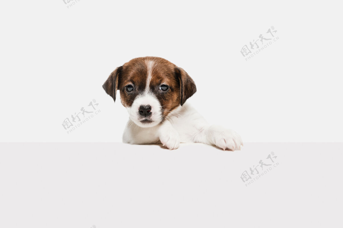 强壮杰克罗素小猎犬plying 摆出孤立的白色墙壁宠物的爱 有趣的情感概念广告空间摆可爱品种纯种头