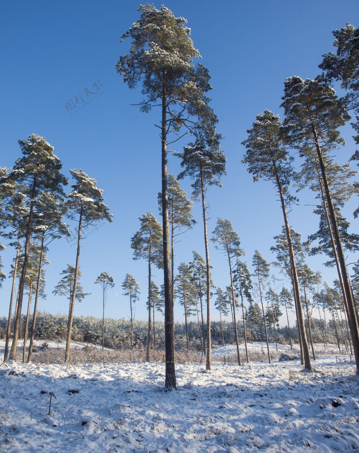 霜冻冬天的森林灌木五颜六色风景