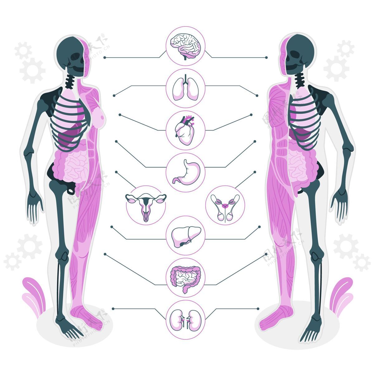 人体人体解剖学概念图解剖学骨骼生物学