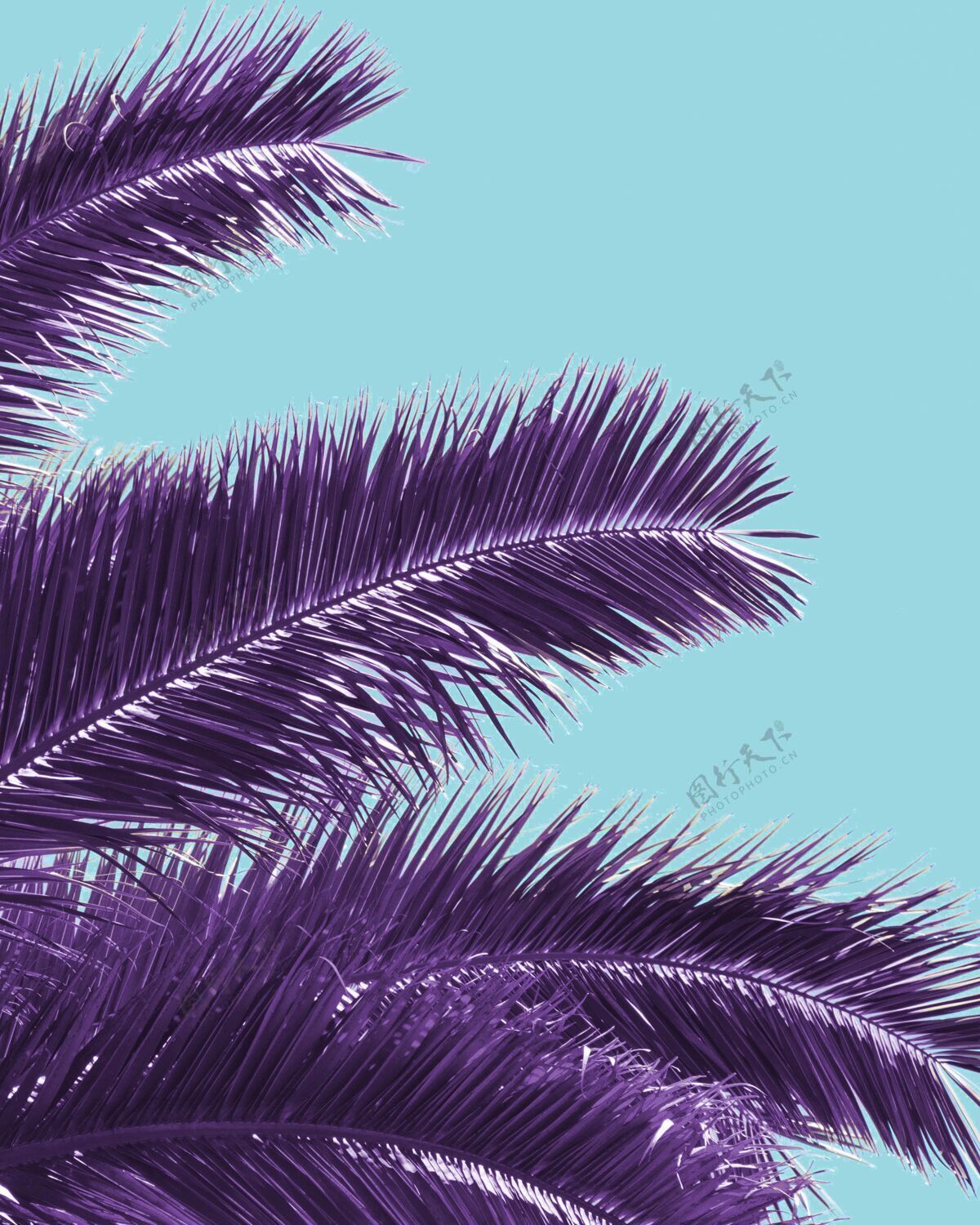五颜六色蒸汽风格的复古棕榈树80年代蒸汽合成波