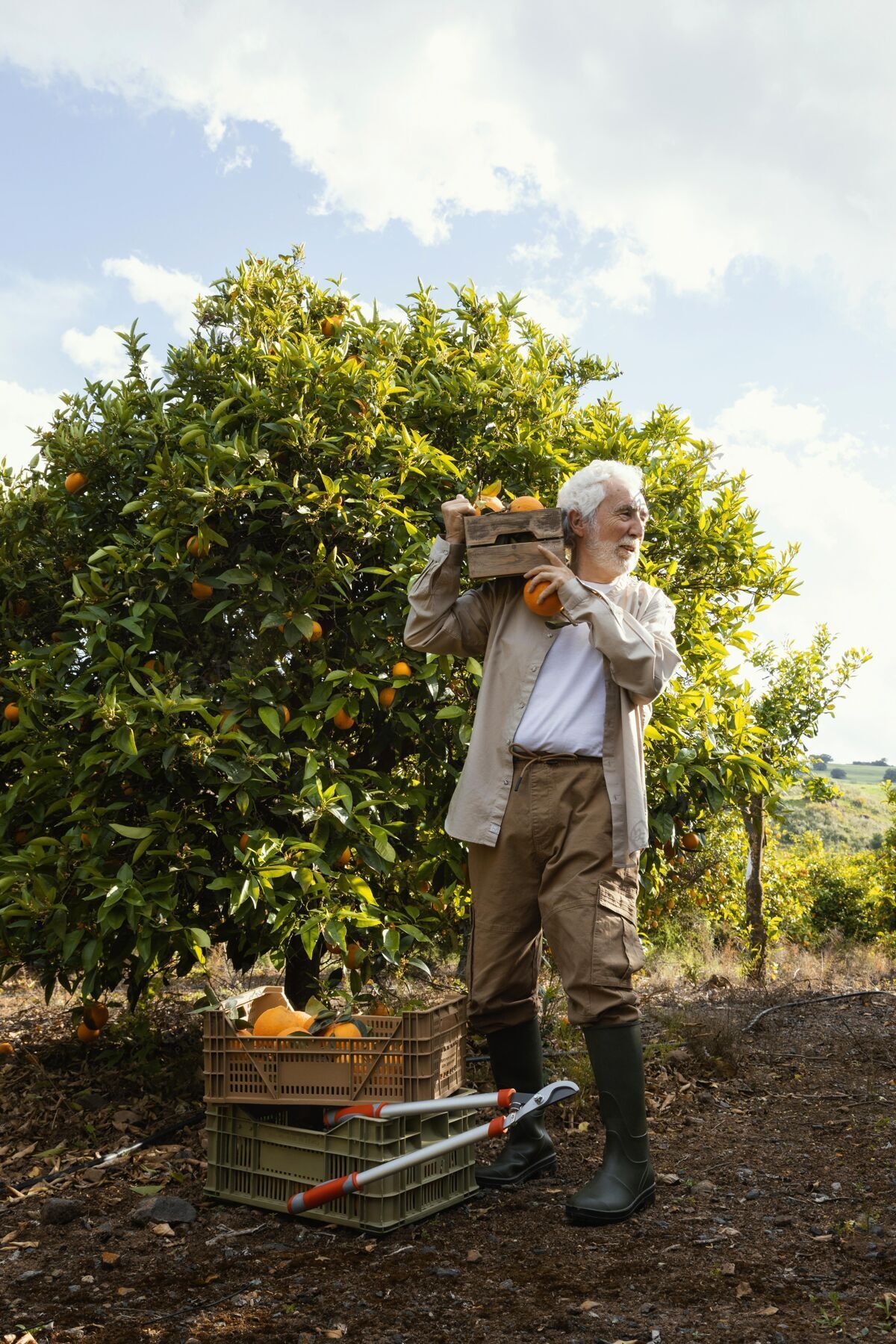 热带老前辈种橘子人健康有机