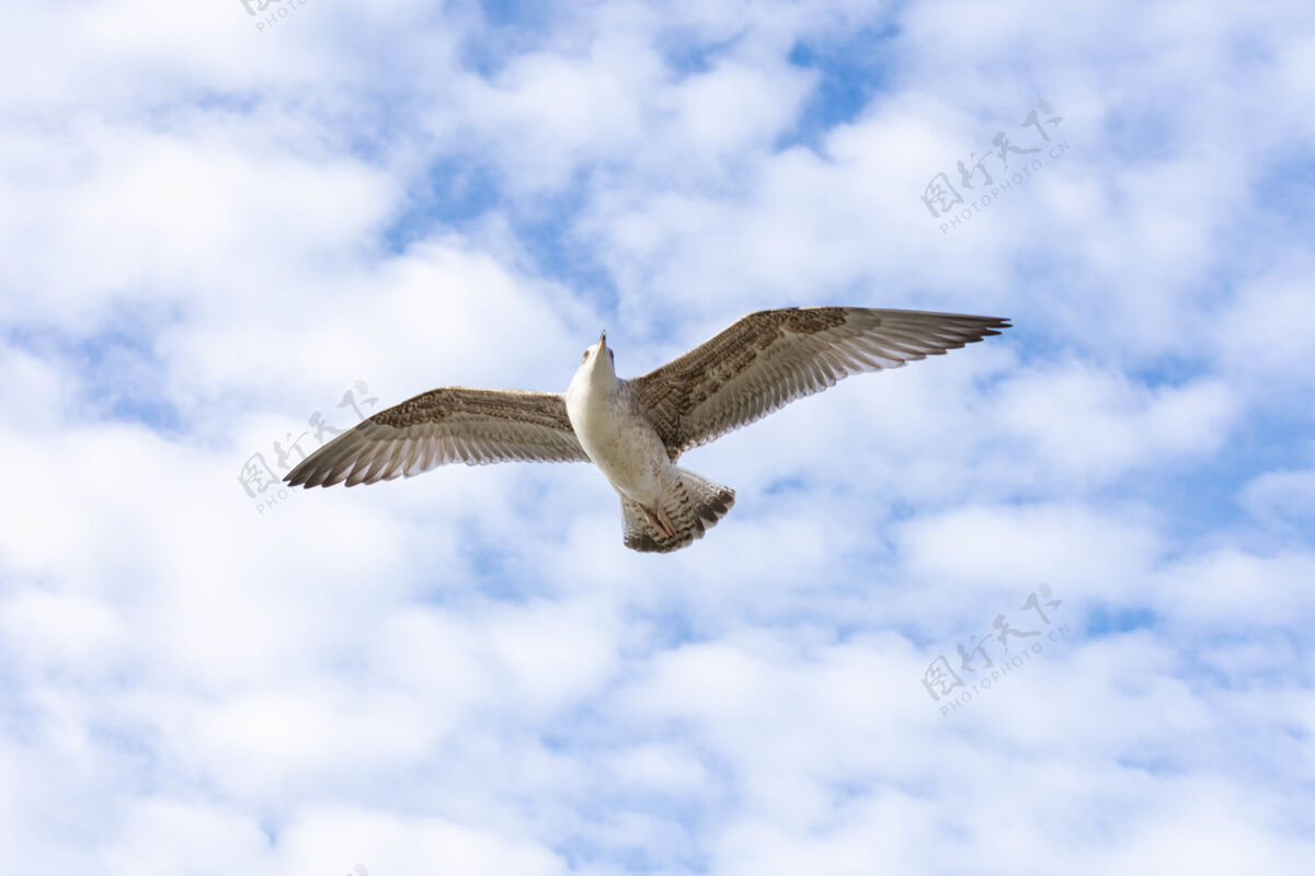 动物低角度拍摄的黄色腿海鸥飞行与多云的天空为背景自然特写蓝色