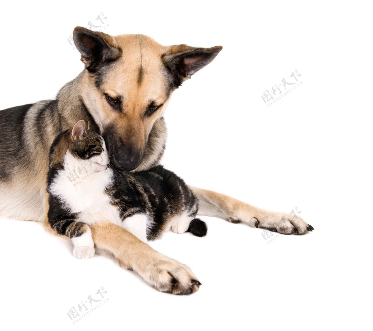 耳朵家猫躺在棕色的狗腿上 坐在白色的地面上毛茸茸的蓬松美丽