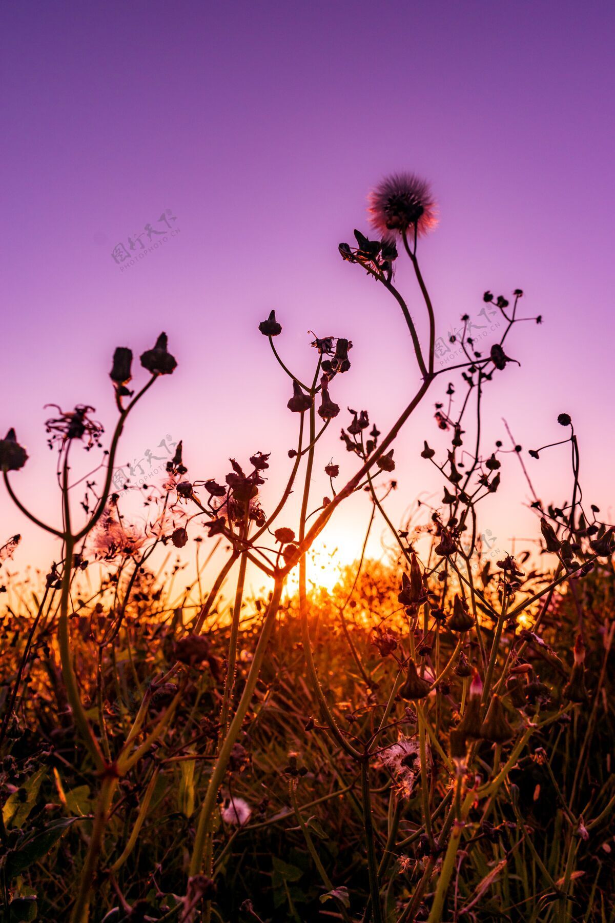 田野美丽的垂直拍摄的鲜花盛开在一个领域在五颜六色的日落白天开花草