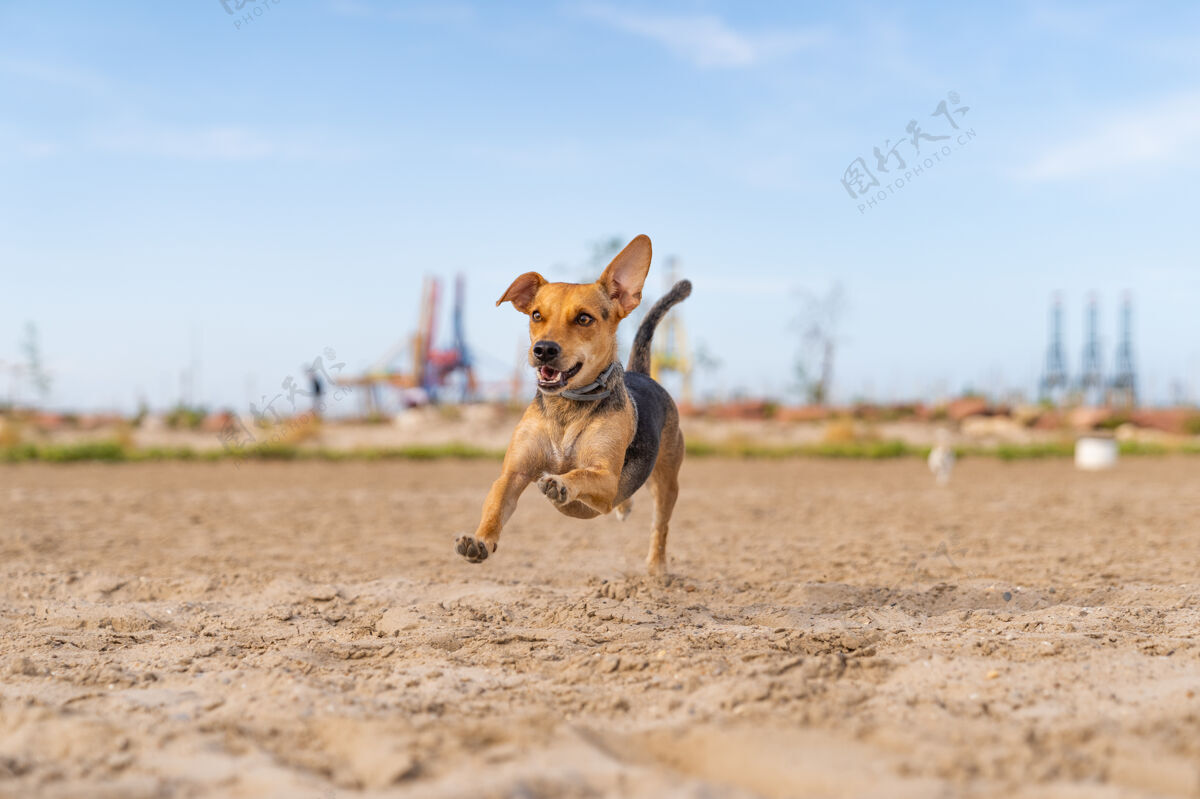 哺乳动物一只狗在沙滩上奔跑的特写镜头散步海滩海洋