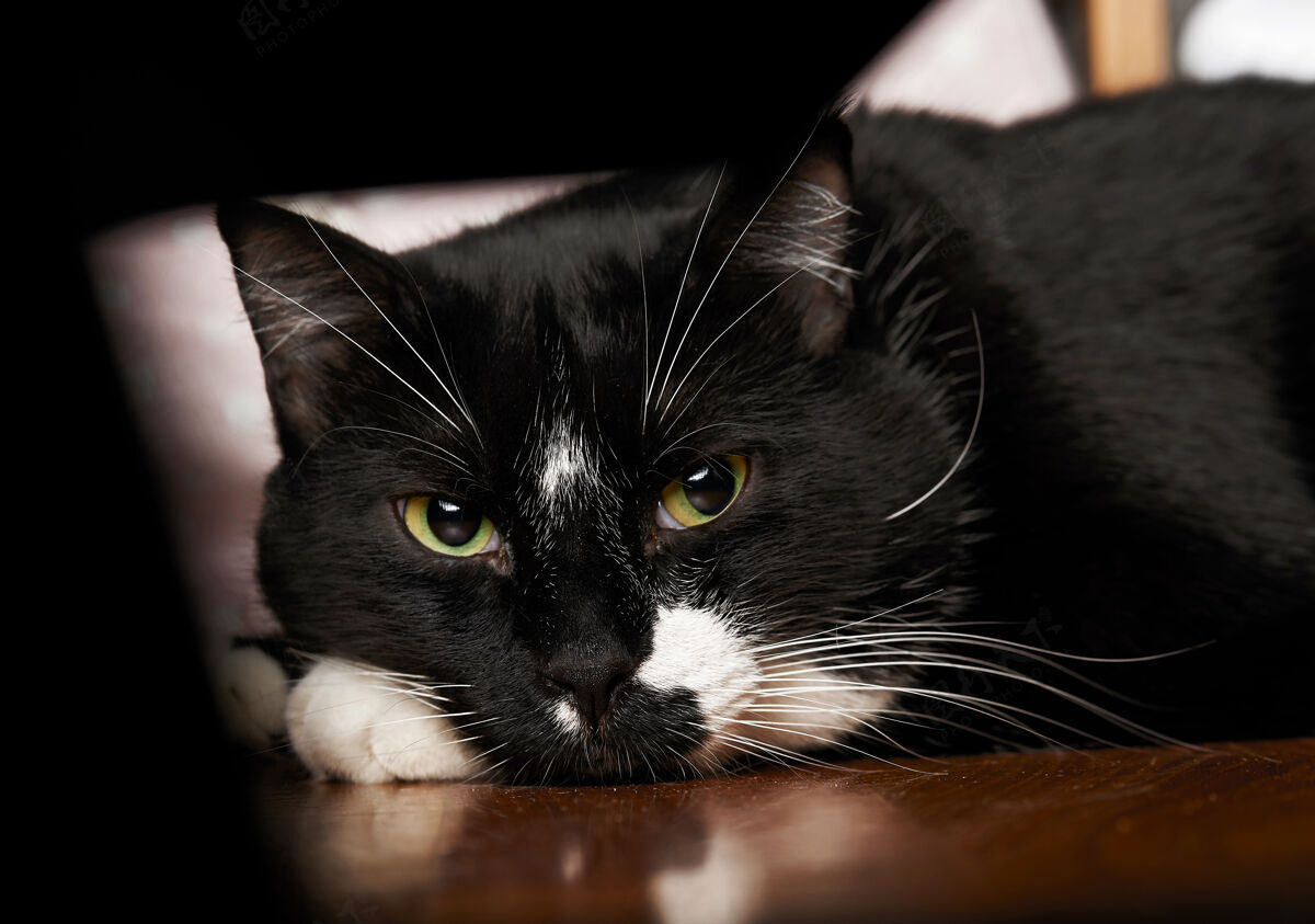黑猫可爱的绿眼睛黑猫坐在床上家养毛茸茸的可爱