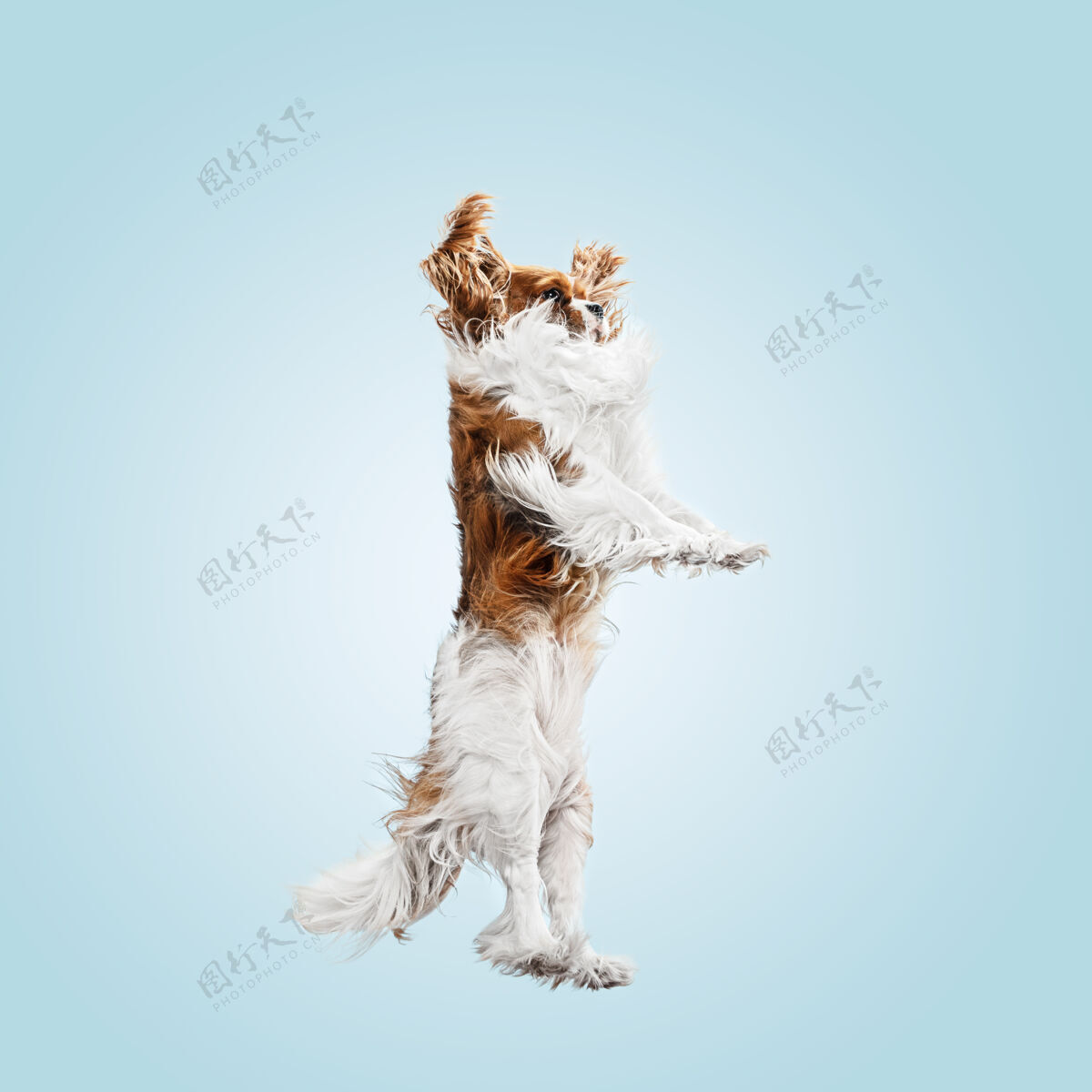 毛茸茸的小猎犬在工作室里玩耍可爱的小狗或宠物在蓝色背景上孤立地跳跃骑士查尔斯国王插入文字或图像的负空间运动概念 动物权利狗肖像可爱