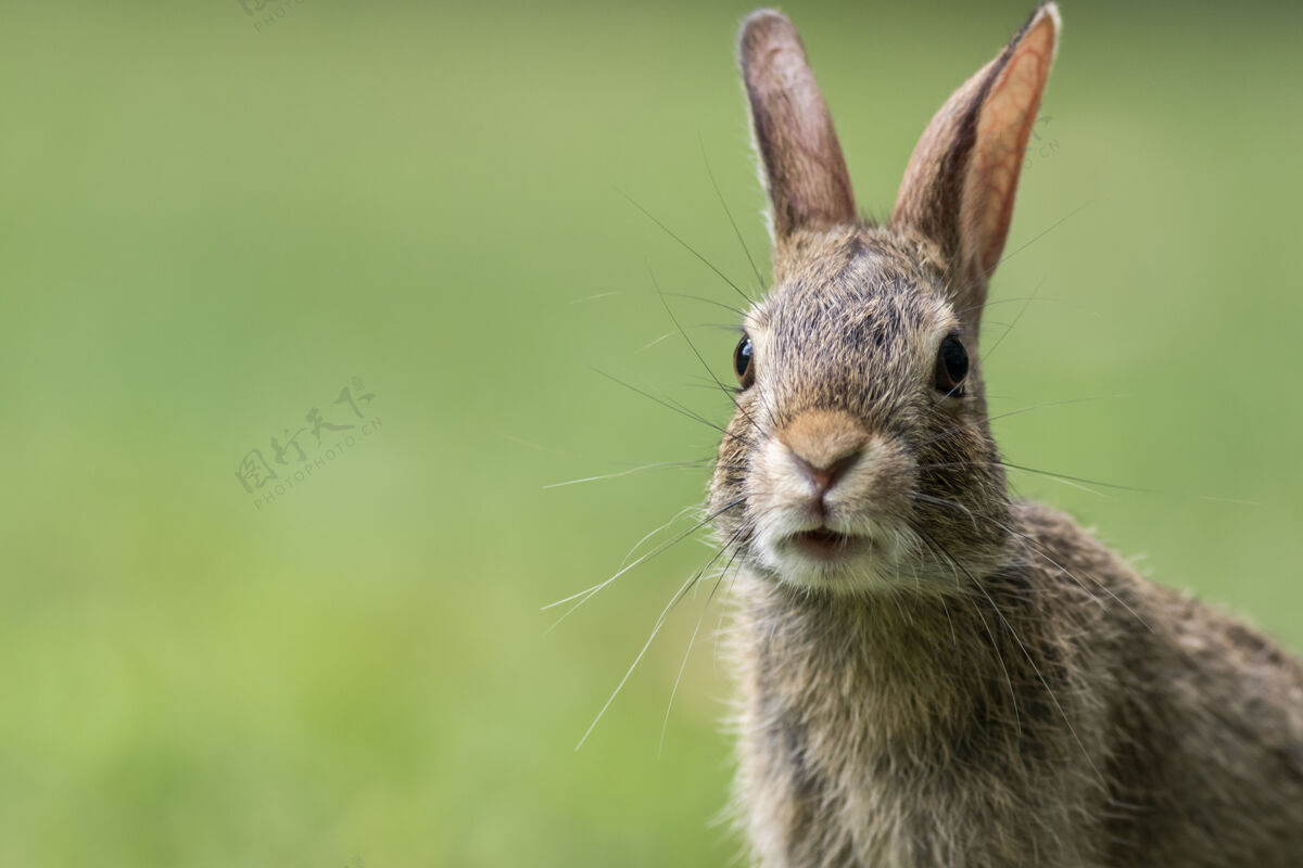 绿色可爱的灰色兔子的画像灰色兔子兔子兔子