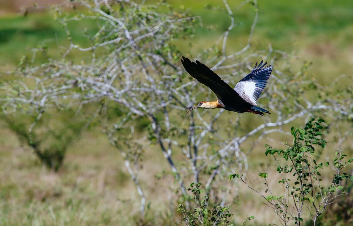 森林飞翔的黑脸朱鹭在阳光下被绿树环绕 背景模糊翱翔飞行动物