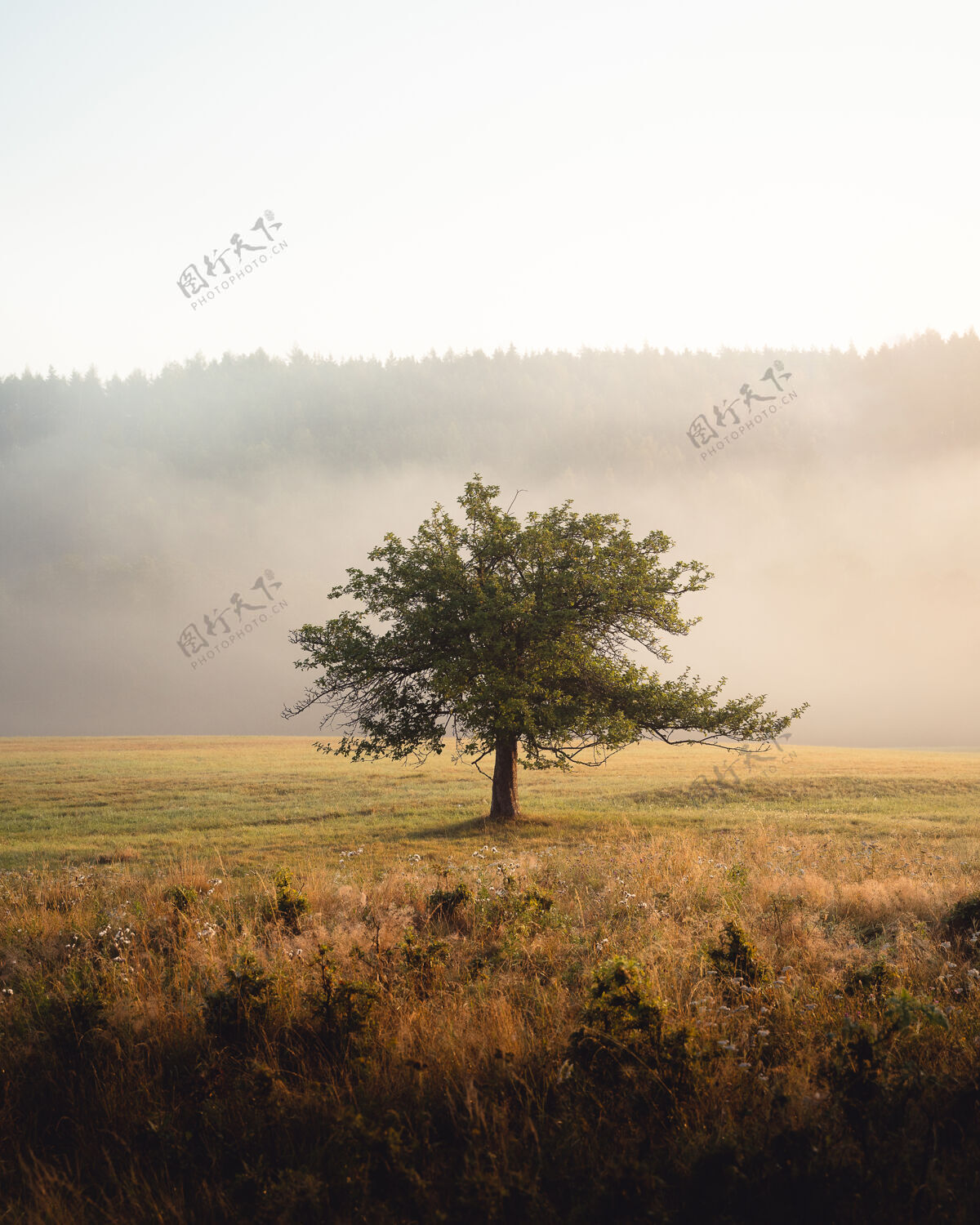 极简主义清晨 一棵孤零零的树在高山峻岭中间的一片孤寂的树上绽放山田野森林