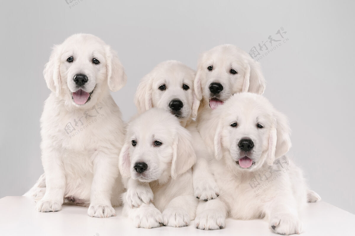狗大家庭英国奶油色金色猎犬摆姿势可爱好玩的小狗或纯种宠物看起来可爱孤立在白色背景上姿势猎犬年轻