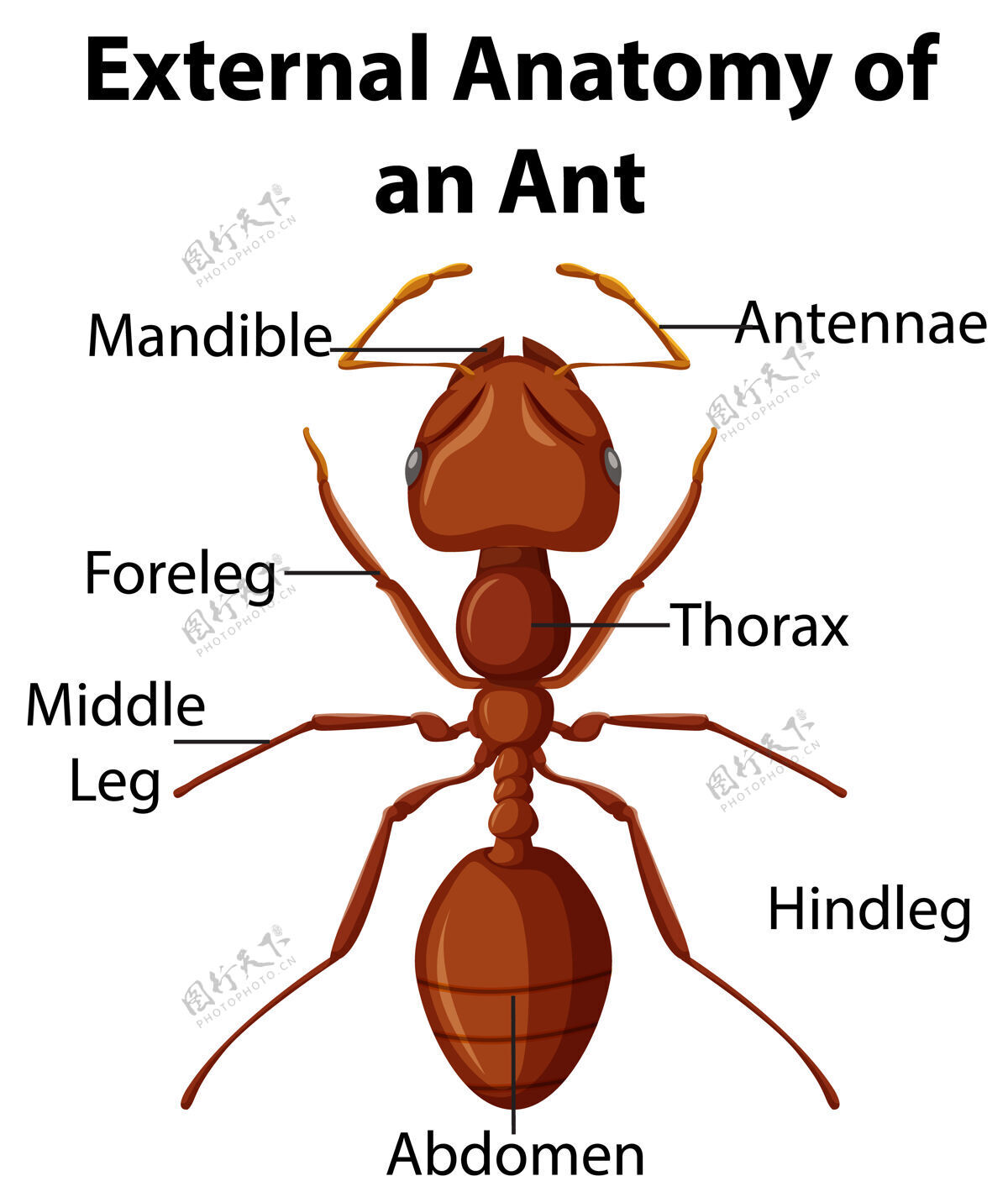 昆虫白色背景上蚂蚁的外部解剖信息图动物天线