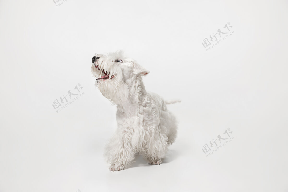 家养毛茸茸的小猎犬可爱的白色小狗或宠物正在白色背景上玩耍和奔跑纯种剪动物