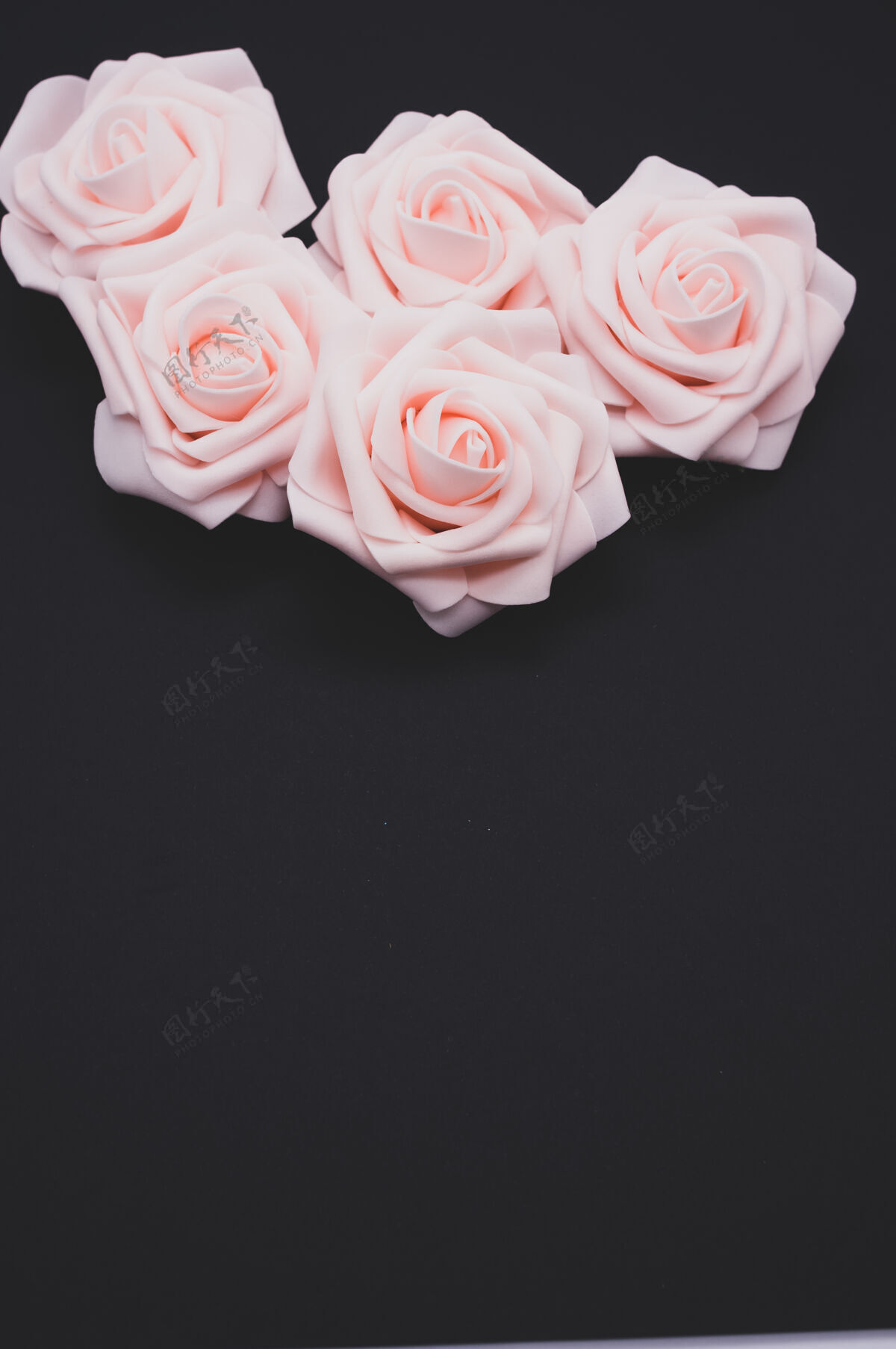 自然垂直特写镜头粉红色玫瑰孤立的黑色背景与复制空间玫瑰花朵垂直