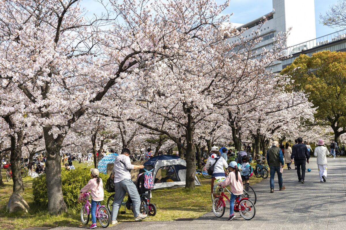 美丽日本桃树白天开花春天嫩枝花瓣