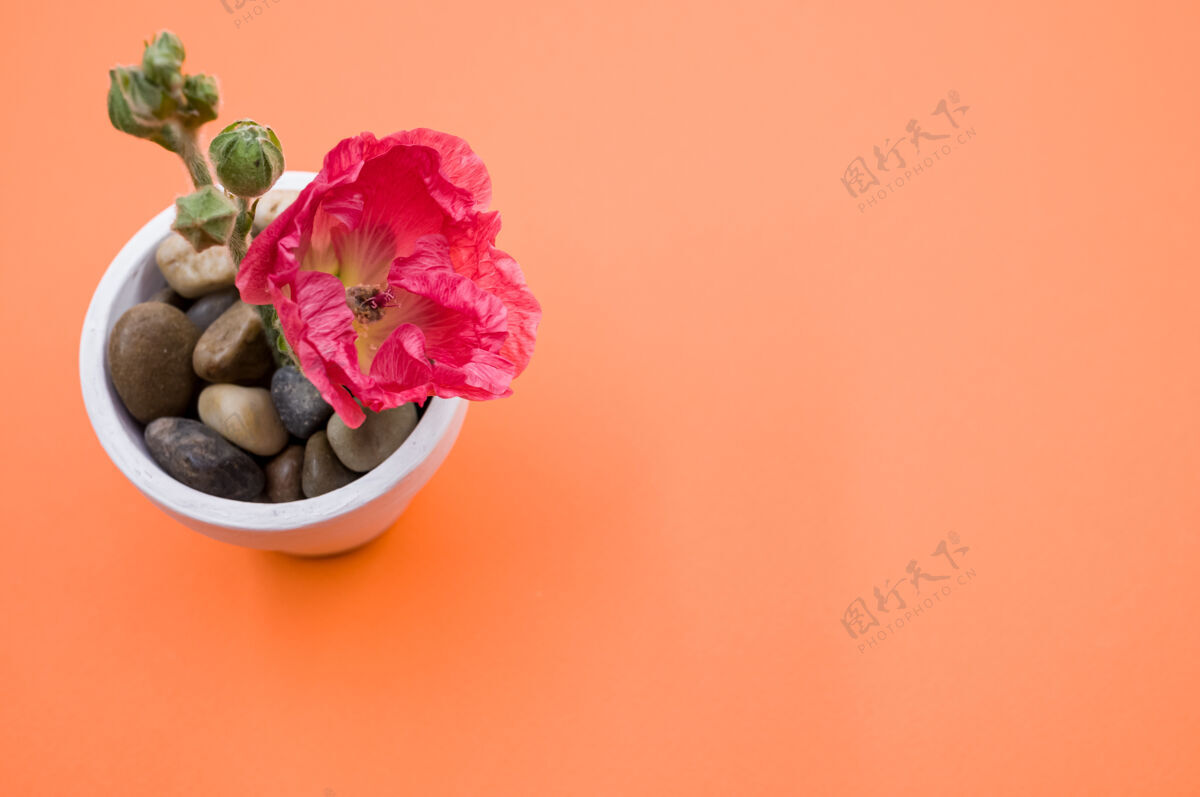 花盆一个粉红色康乃馨花在一个小花盆的顶视图 放在一个橙色的表面上小顶部景观