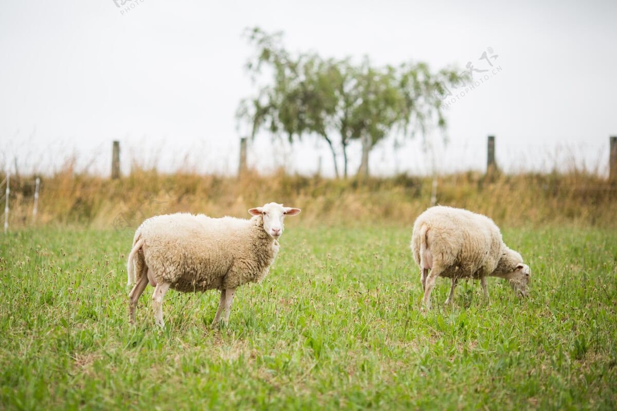 羔羊两只白羊在白天在田里散步和吃草的水平镜头自然草地家庭