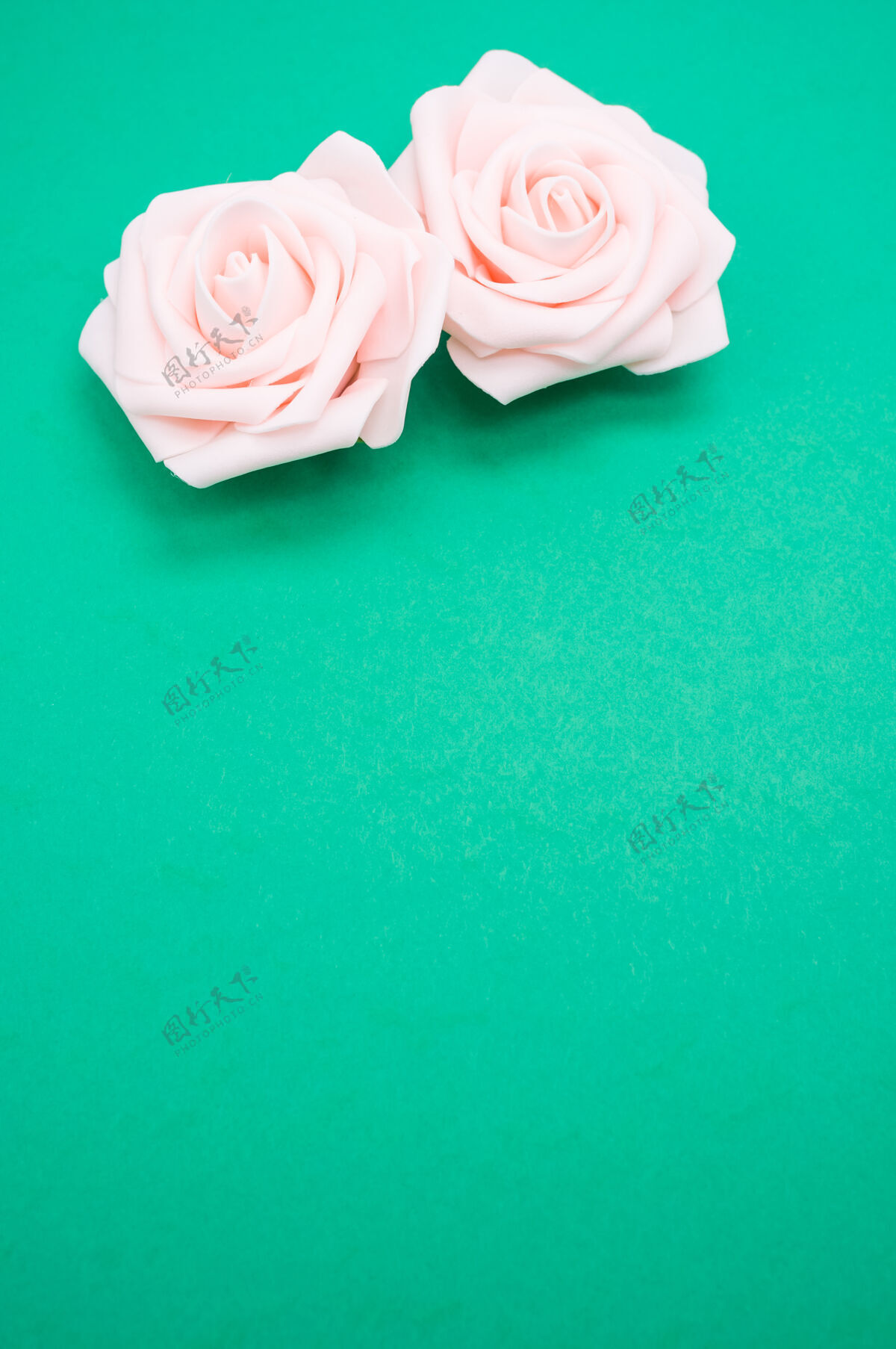 情人节垂直特写镜头的两个粉红色的玫瑰隔离在一个绿色的背景与复制空间绿色花爱