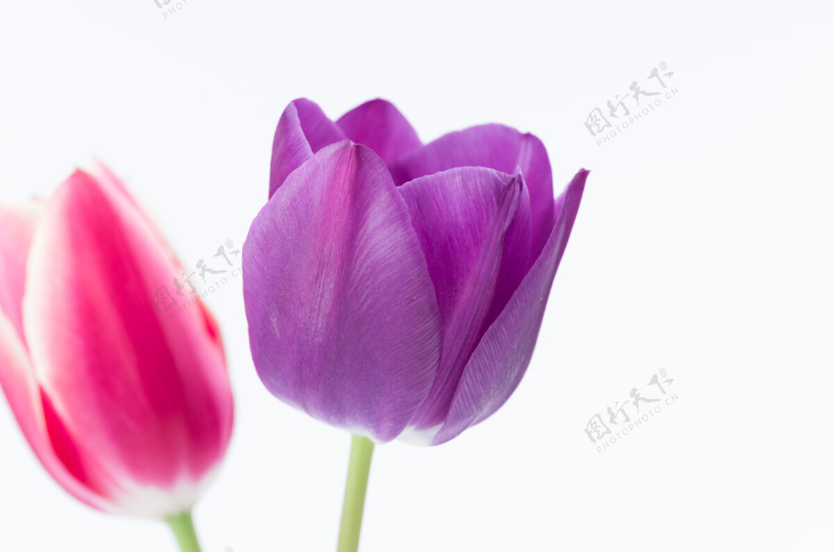 充满活力两个彩色郁金香花隔离在白色背景特写花粉红色开花