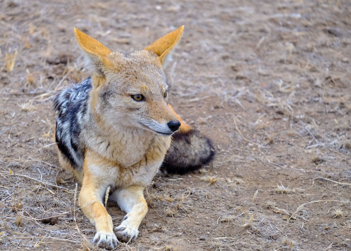 耳朵一只豺狼躺在沙地上的特写镜头野生狗猎人