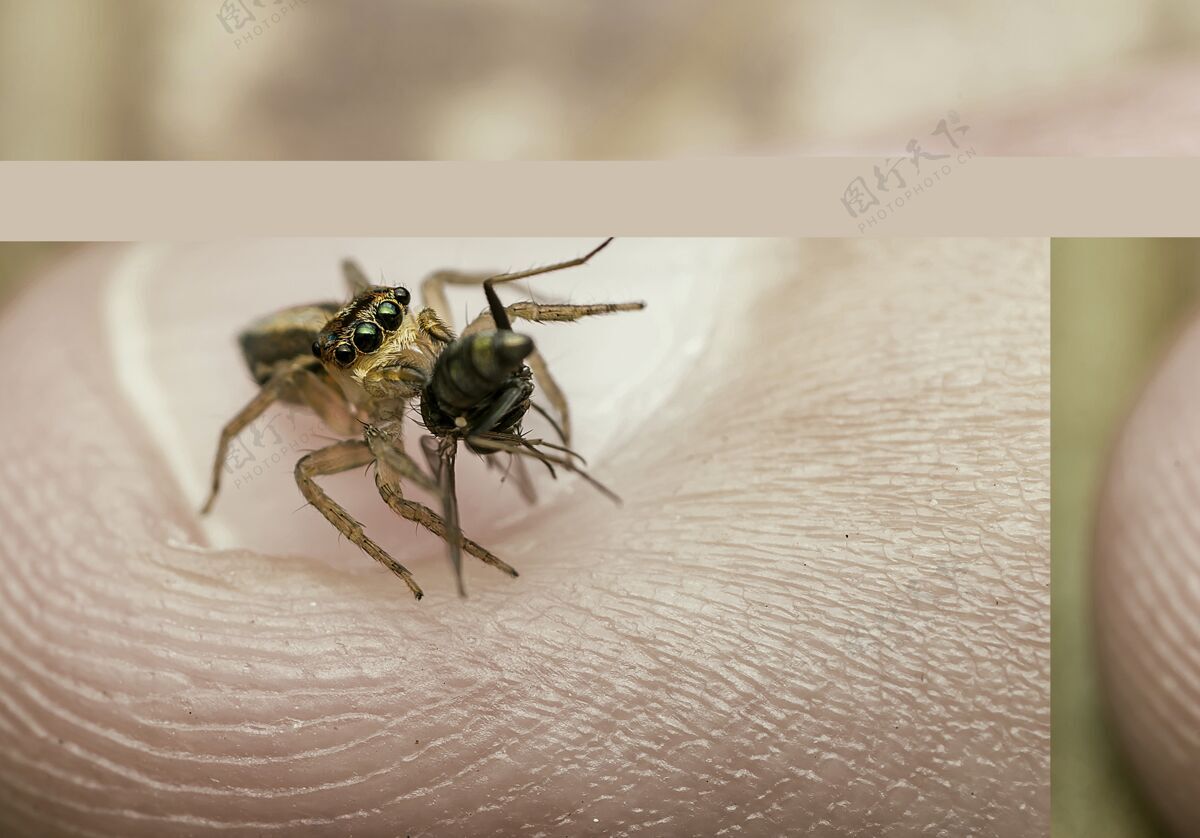 人类一只蟋蟀被人手指上的一只小蜘蛛抓住的宏镜头自然动物花