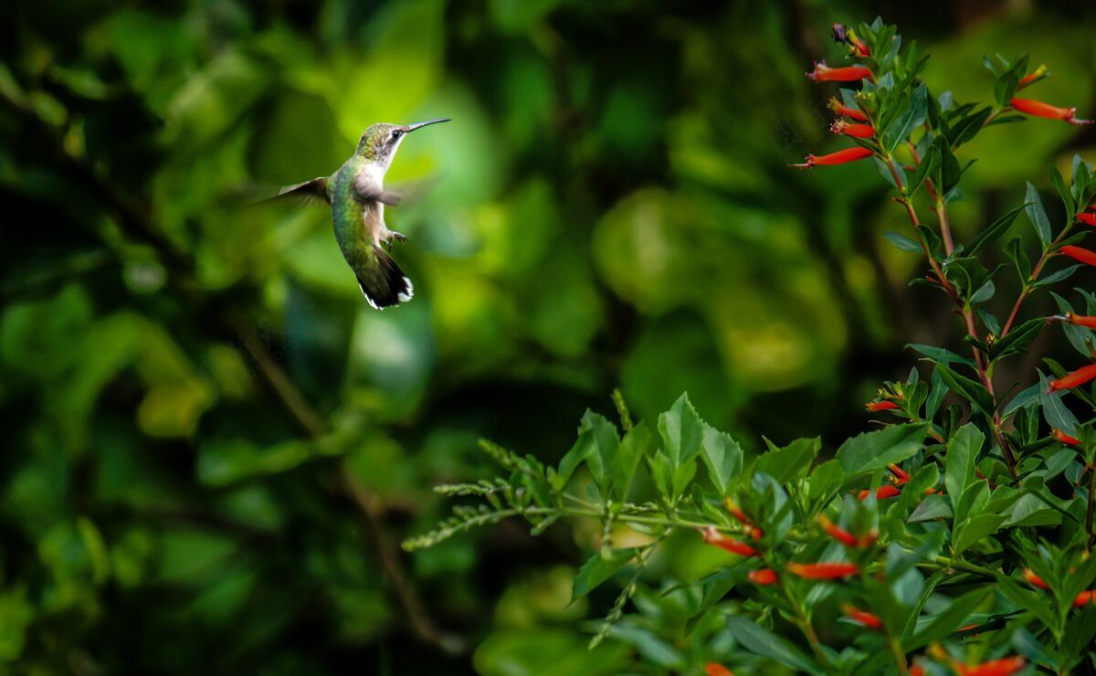 鹦鹉树旁绿色蜂鸟的特写镜头树叶飞行动物