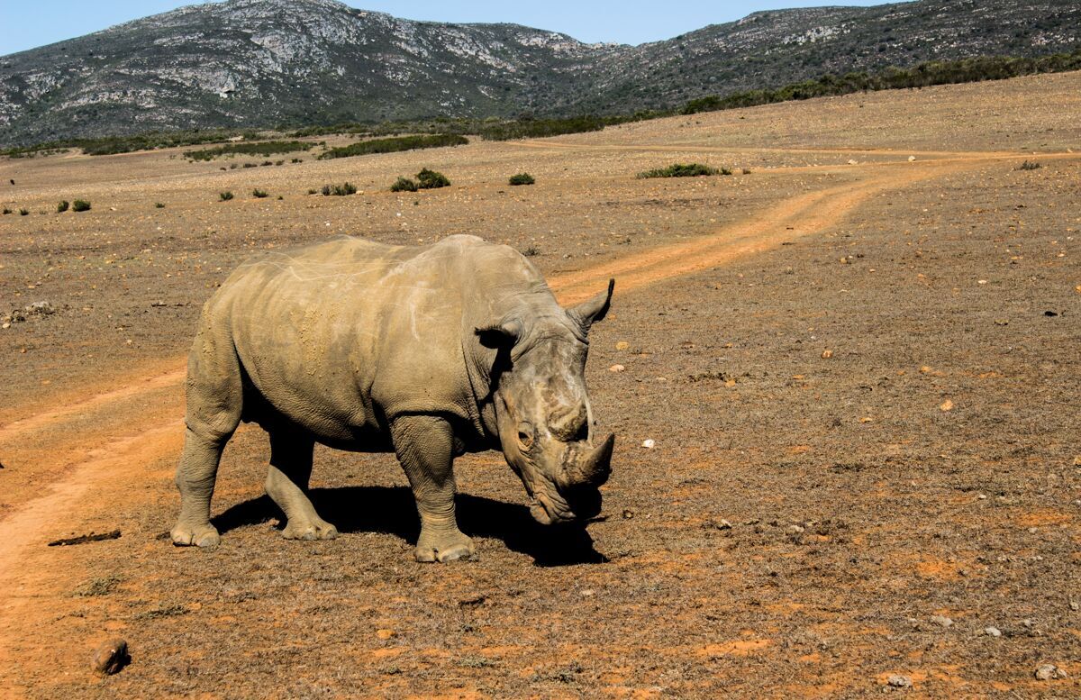 大野生动物园里好奇犀牛的美丽照片犀牛非洲非洲