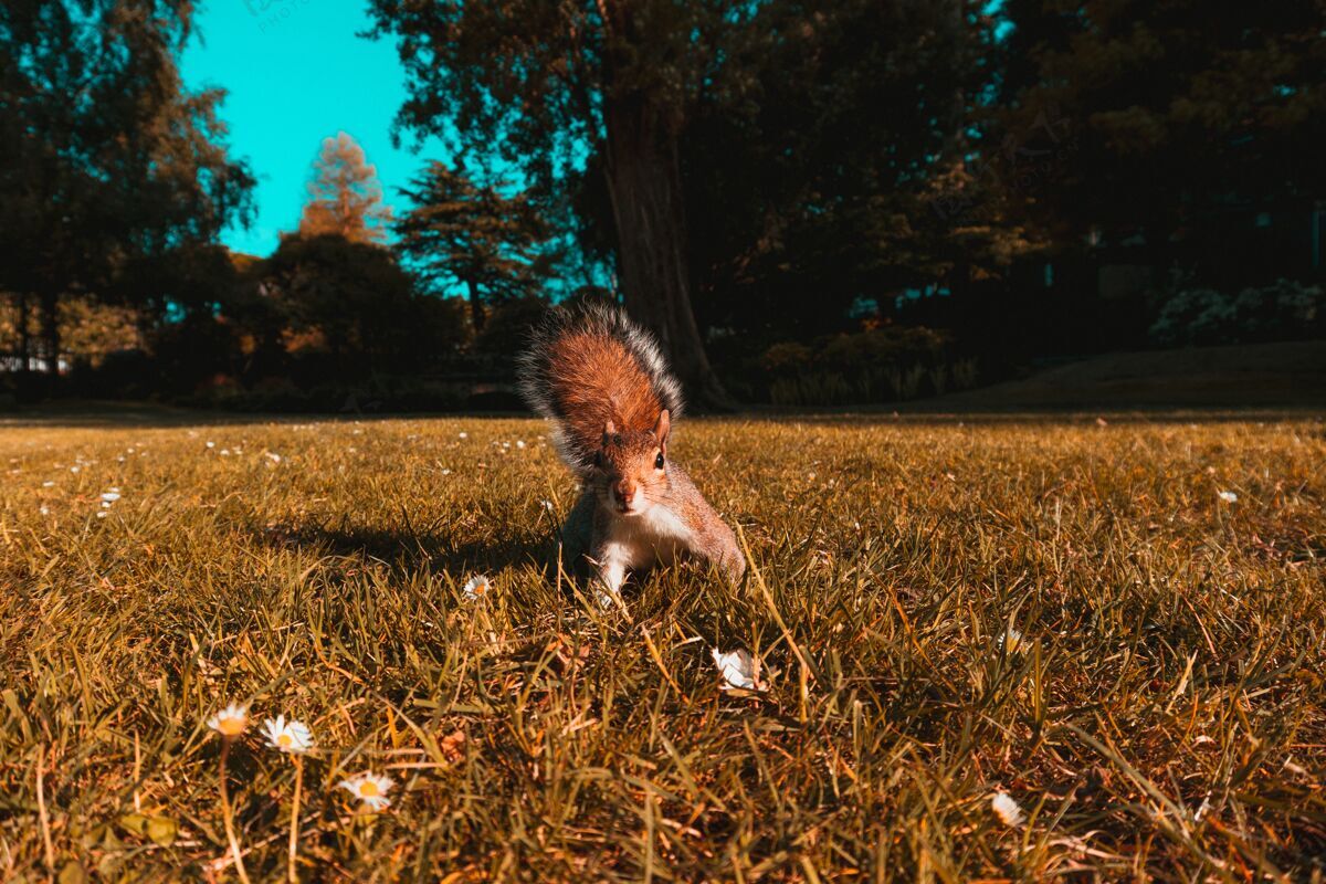 肖像田野里棕色松鼠的美丽照片草田野毛皮