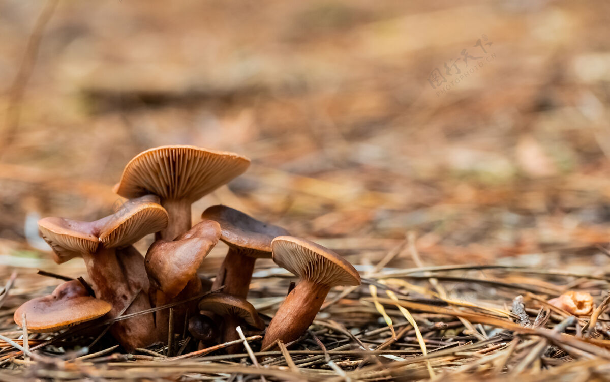 蔬菜森林里棕色蘑菇的选择性聚焦镜头草棕色秋天