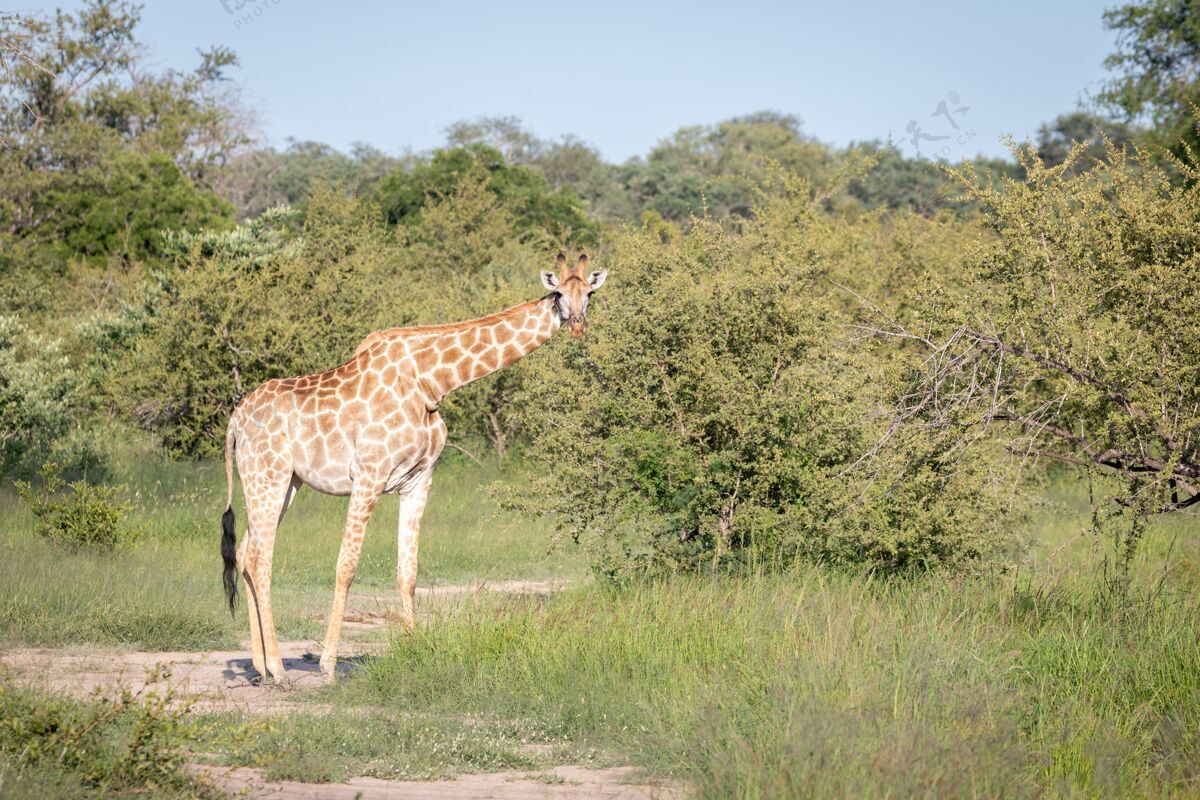 动物园一只可爱的长颈鹿在荒野的绿树间散步的特写镜头高哺乳动物背景