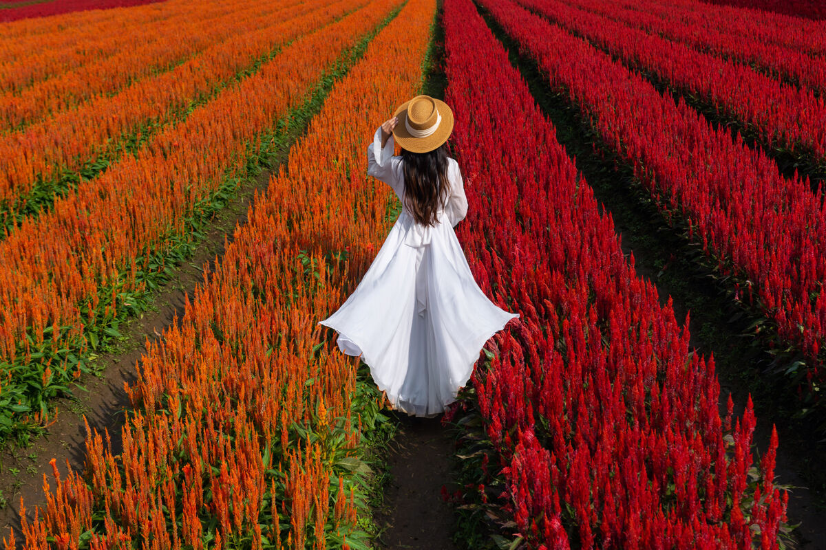 肖像美丽的白衣女孩在西罗西亚花坛旅游 清迈浪漫紫罗兰田野