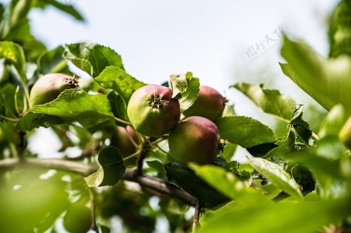苹果在花园的树枝上拍摄半熟苹果的特写镜头新鲜叶树