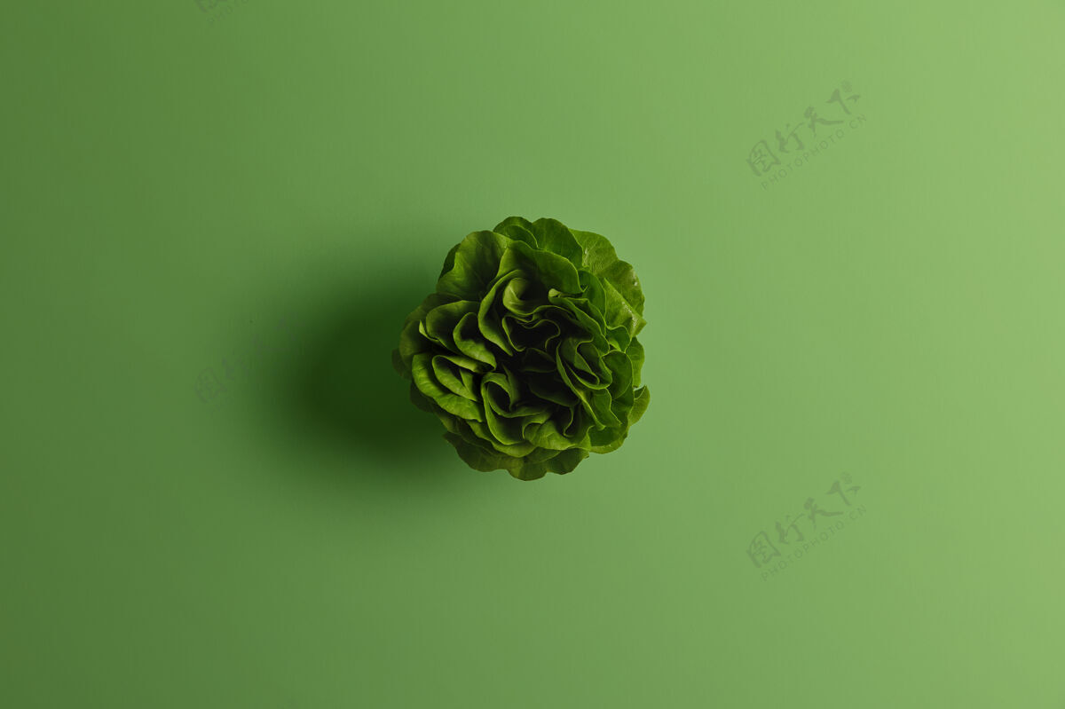 叶绿色的新鲜大白菜或白菜 上面有许多叶子素食主义者的植物性食物可持续的生活方式和适当的营养花园蔬菜文本复制空间生的膳食卷心菜