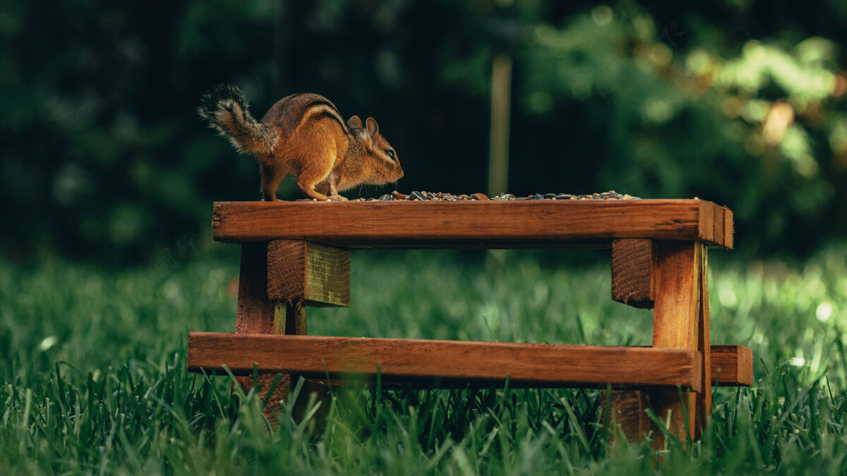 田野特写一个可爱的小松鼠在一个木制的表面与坚果在它的领域草动物乡村