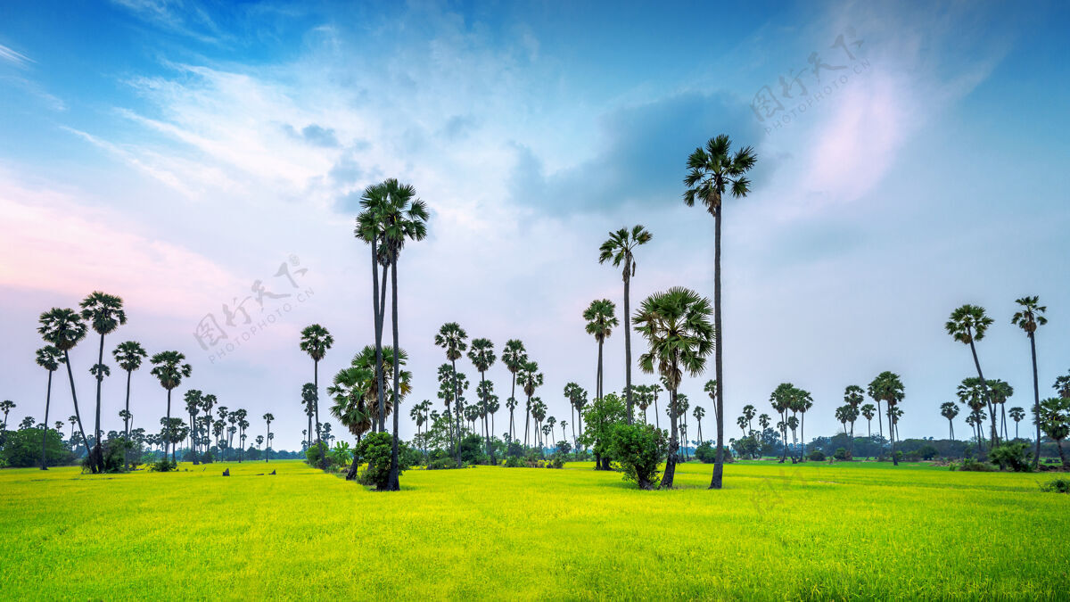 农村糖棕稻田景观糖热带泰国