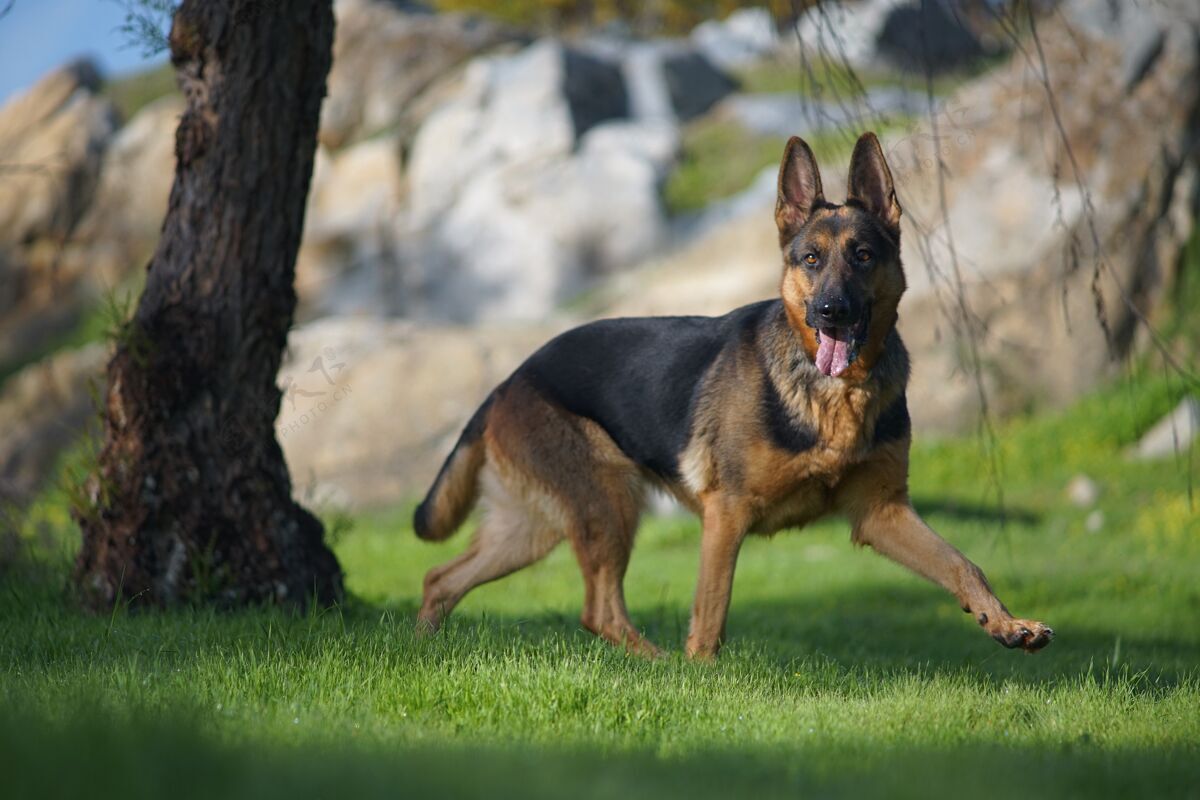 寻回犬一只可爱的德国牧羊犬在草地上奔跑的特写照片狗爱自然