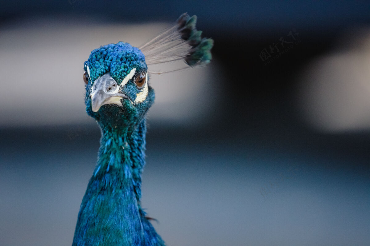 羽毛蓝色孔雀特写动物孔雀喙