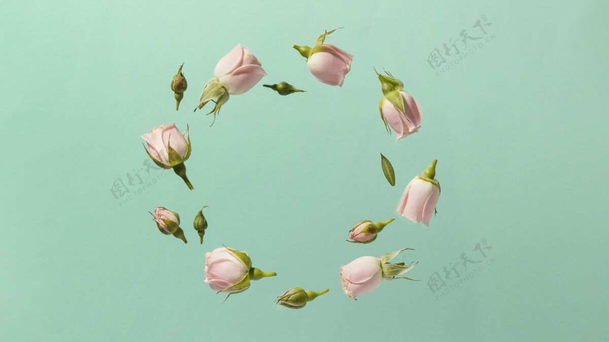 季节粉红色春天玫瑰的顶视图在圆形的复制空间开花开花开花